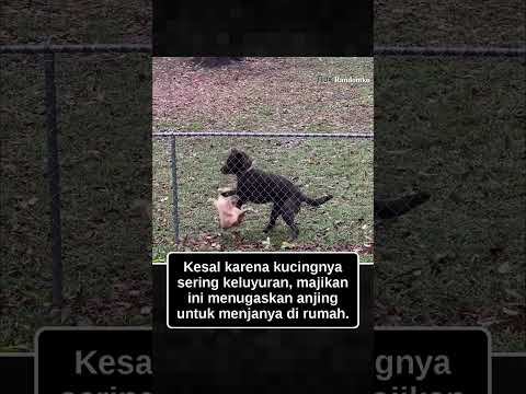 Kucing hobi kabur dipaksa turun oleh anjing penjaga tiap kali mencoba memanjat pagar rumah. thumbnail