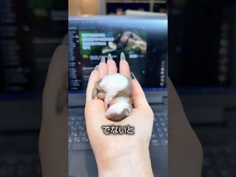 イイズナ thumbnail