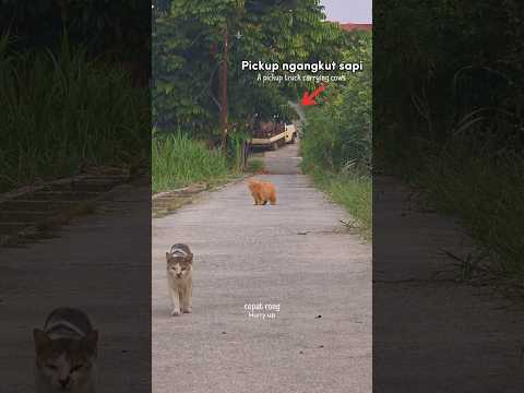 POV: A Cow Truck Shows Up and Barong Just Runs thumbnail