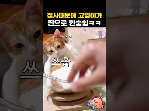 집사때문에 고양이가 찐으로 한숨쉼ㅋㅋ thumbnail