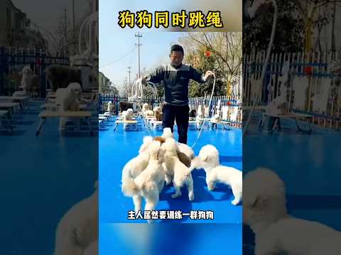 ?? 狗狗联袂跳绳，与主人默契配合零失误 ?? Dogs Jump Rope Together, Perfect Coordination with Owner thumbnail