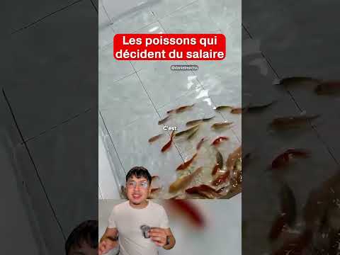 Les poissons qui décident du salaire thumbnail