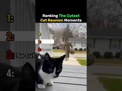 Ranking The Cutest Cat Reunion Moments #cat thumbnail