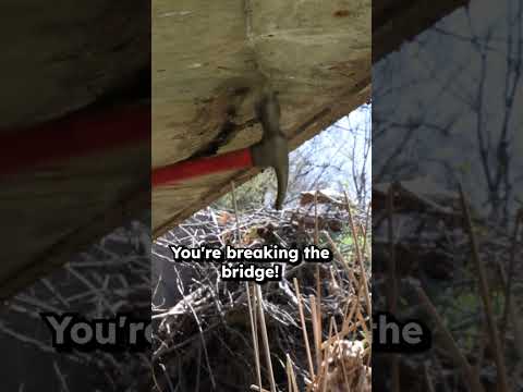 He's tearing up this bridge! thumbnail