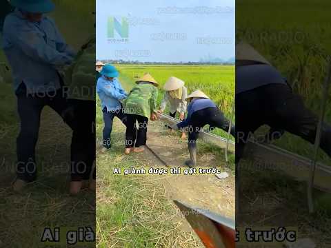 Ai giành được thì gặt trước thumbnail
