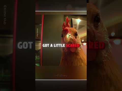 This Chicken Walked Into KFC ?? #shorts thumbnail