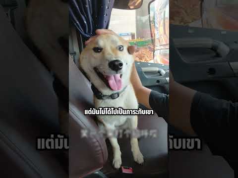 เพื่อนรักต่างสายพันธุ์ ที่ใครเห็นก็ต้องยิ้มตาม! #shorts #knowledge #viral #dog #สาระความรู้ thumbnail