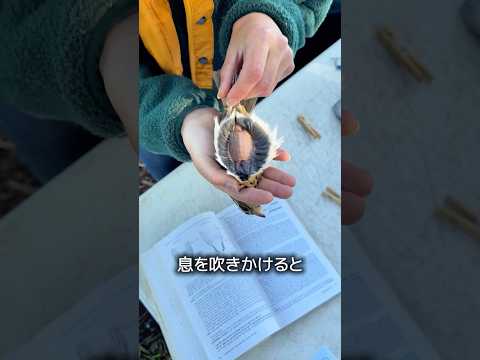 鳥のお腹にハゲがある理由 thumbnail