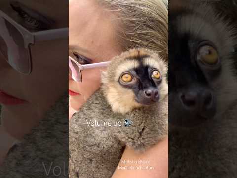 we had a full conversation, don’t question it #drdolittle #lemur #brownlemur #cute #lol thumbnail