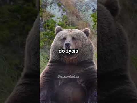 jak wygląda niedźwiedź po hibernacji? thumbnail