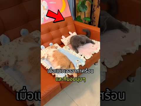 เมื่ออากาศร้อนไอเท็มเด็ดคลายร้อนสำหรับแก๊งเหมียว thumbnail