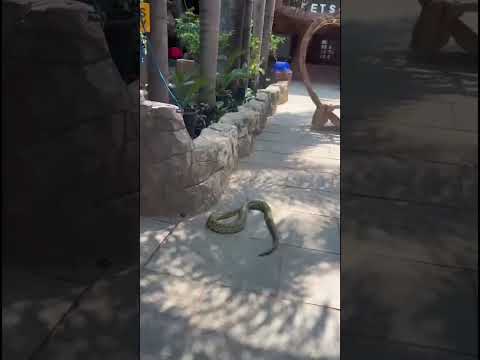 Anaconda #petstationkannur thumbnail