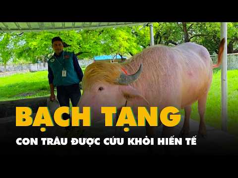 Con trâu bạch tạng nổi tiếng trên mạng được chính phủ Bangladesh cứu khỏi hiến tế thumbnail