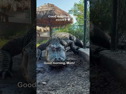 funny video #funny #viral thumbnail