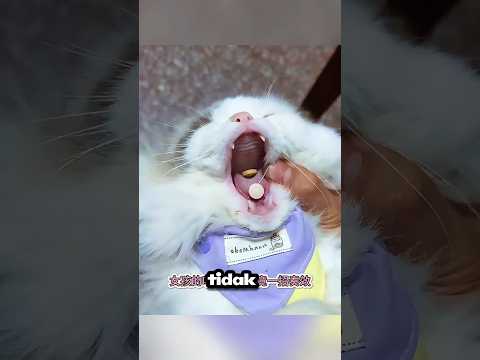 😹 Anak Kucing Menangis Karena Obat Pahit, Tapi Akhirnya Berhasil Minum! 🤣💊#shorts thumbnail
