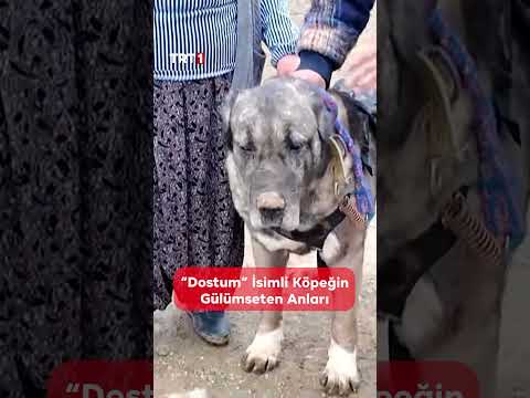 “Dostum” isimli çoban köpeğinin sahibine yardımcı olduğu anlar yüzleri gülümsetti. ?? thumbnail