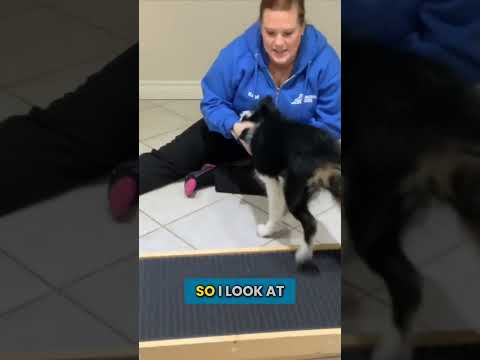 How Long Should Your Puppy Be In Their Crate? thumbnail