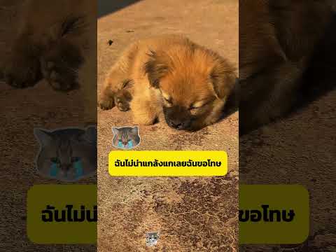 หมาข้างถนนสู่ท่านประธานบริษัท #shorts #อาหารสมอง thumbnail