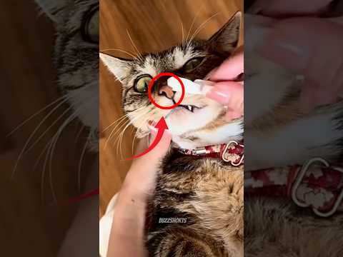 WOMEN MAKES SHOCKING DISCOVERY IN CATS NOSE? #viralshorts #catvideos #satisfying thumbnail