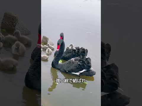 黒鳥カップルの秘密 thumbnail
