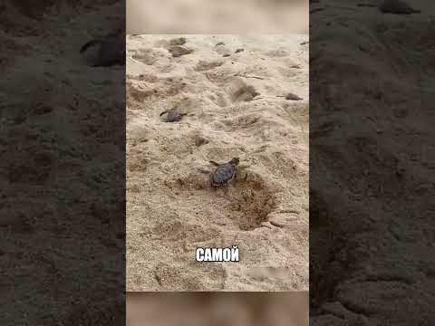 Туристы на пляже СПАСЛИ ОГРОМНУЮ МАТЬ ЧЕРЕПАХУ🙌🐢😭 thumbnail