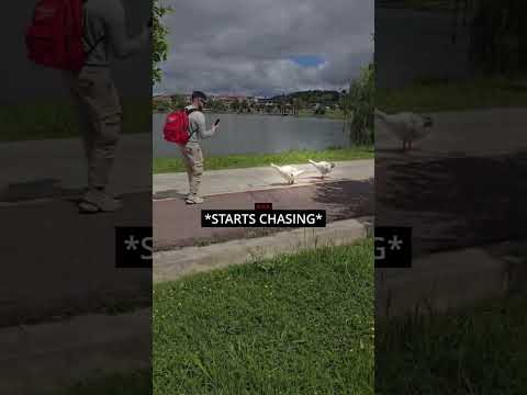 Man Trips Trying To Record Ducks! 🤣🪿 thumbnail