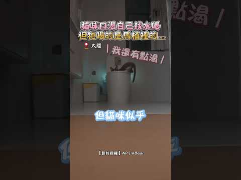 貓咪口渴自己找水喝 但牠喝的是馬桶裡的...#shorts #貓咪 #貓 #口渴 #找水 #馬桶水 #馬桶｜觸咪 @Truemii thumbnail