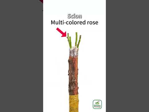 Cultivating Rose Trees Using Grafting Methods thumbnail