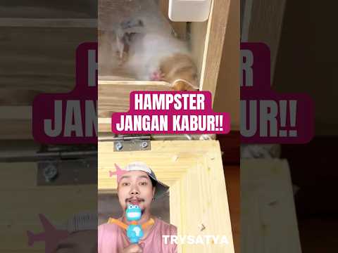 MISI MELARIKAN DIRI HAMPSTER!!? #comedy #funny thumbnail
