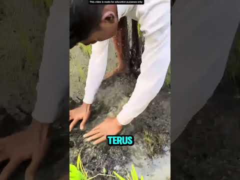 NANGKAP IKAN DISAWAH ❗️ thumbnail