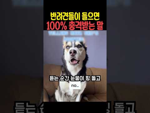 반려견들이 들으면 100% 충격받는 말 thumbnail