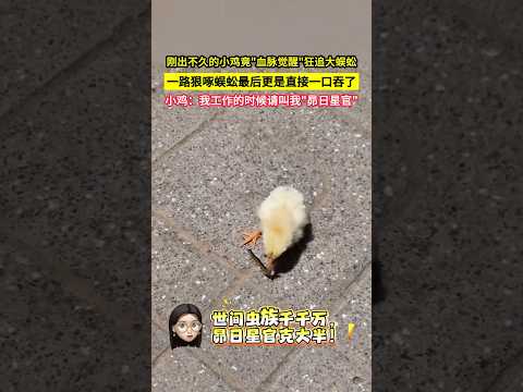 剛出不久的小雞竟"血脈覺醒"狂追大蜈蚣，一路狠啄蜈蚣最後更是直接一口吞了，小雞：我工作的時候請叫我"昴日星官"！#shorts thumbnail