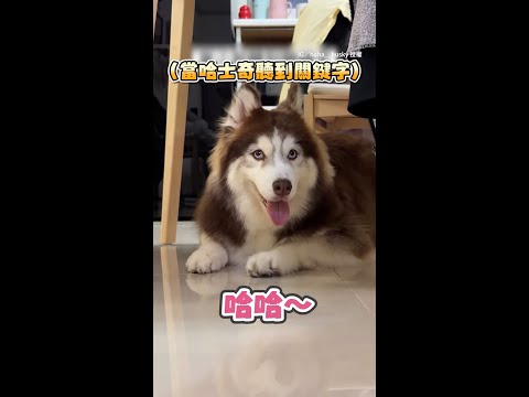 【要不要散步？】哈士奇聽到關鍵字　瞬間興奮超期待要出門XD #Shorts thumbnail