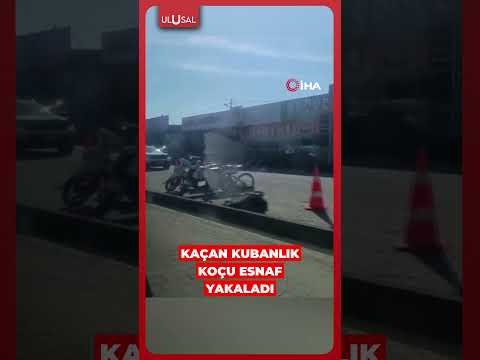 Kaçan kurbanlık koçu esnaf yakaladı #shorts #kurban #keşfet thumbnail