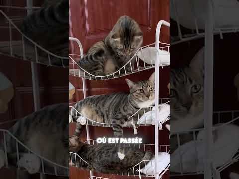 ROBERTO VEUT DORMIR SEUL ! ??? thumbnail