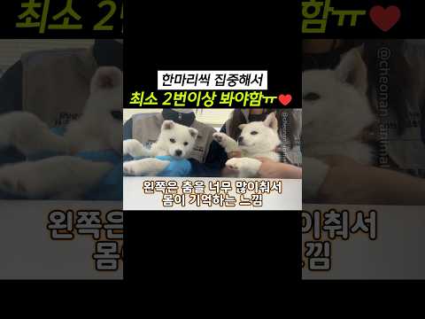 한마리씩 집중해서 최소 2번이상 봐야함ㅠ❤️ thumbnail