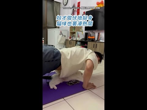 【湊個熱鬧】奴才做伏地挺身！貓咪躺下方：不要壓到偶喔 #Shorts thumbnail