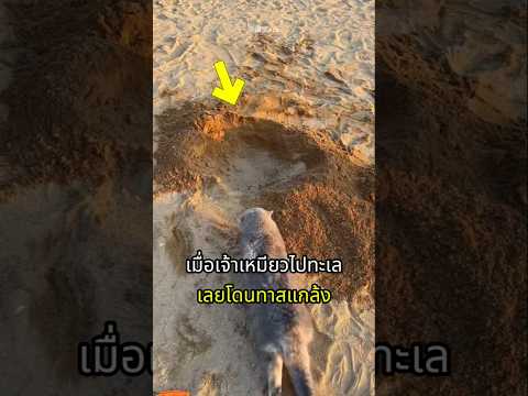 เจ้าเหมียวไปเที่ยวทะเลจึงโดนเหล่าทาสแกล้ง thumbnail
