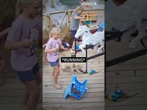 Backyard Pool Floods And They Escape! 🤣🌊 thumbnail