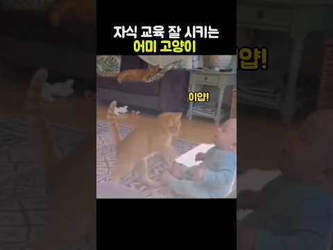 자식 교육 잘 시키는 어미고양이 #고양이 #귀여운 #새끼고양이 thumbnail