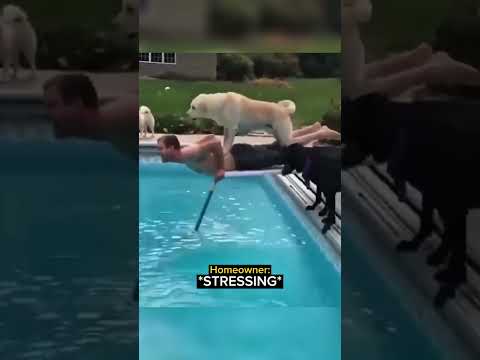 Homeowner Reaches Into the Pool and the Dog Jumps on His Back and Sends Him Right In thumbnail