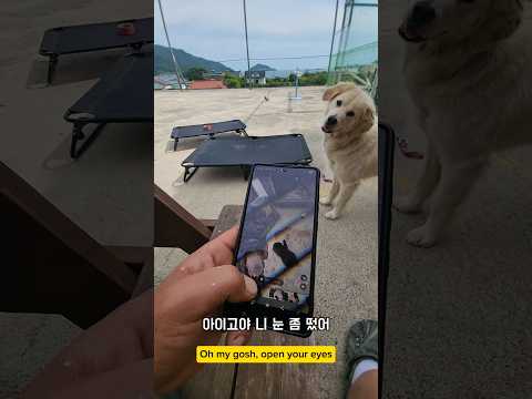 새끼 강어지소리에 목디스크 오것다 #남해 #몽실이 #뽀끄미 #리트리버 #반려견 #babydog thumbnail
