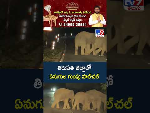 Elephants Hulchal in Tirupati District : తిరుపతి జిల్లాలో ఏనుగుల గుంపు హల్‌చల్  - TV9 thumbnail