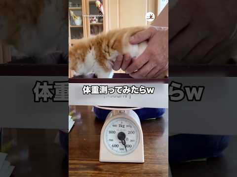体重測ってみたらw｜PECO thumbnail