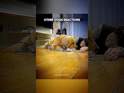 OTHER DOGS REACTIONS TO THEIR OWNERS FAINTING VS THESE DOGS ? #shorts #shortsfeed thumbnail