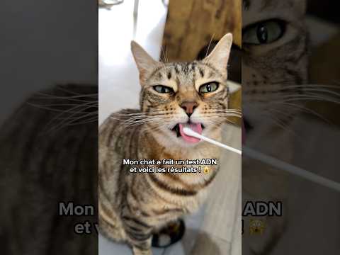 Les résultats du test ADN de mon chat 🧬🙀 #shorts #chat thumbnail