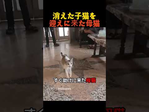 消えた子猫を迎えに来た母猫 thumbnail