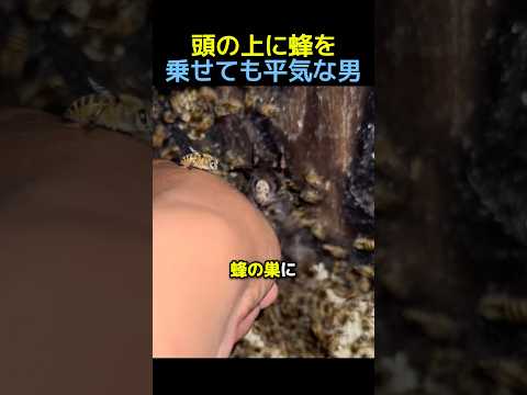 頭の上に蜂を乗せても平気な男🐝 #蜂 #動物 #感動する話 thumbnail