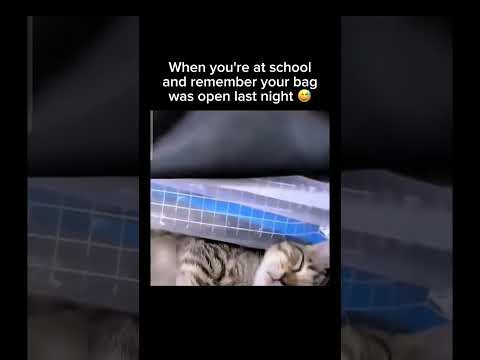 My school bag had a secret passenger ? Subscribe for more! #shorts thumbnail