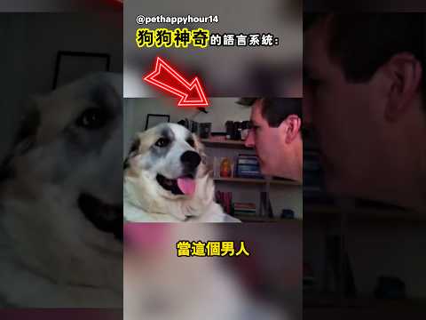 狗狗真的能聽得懂人話嗎 thumbnail